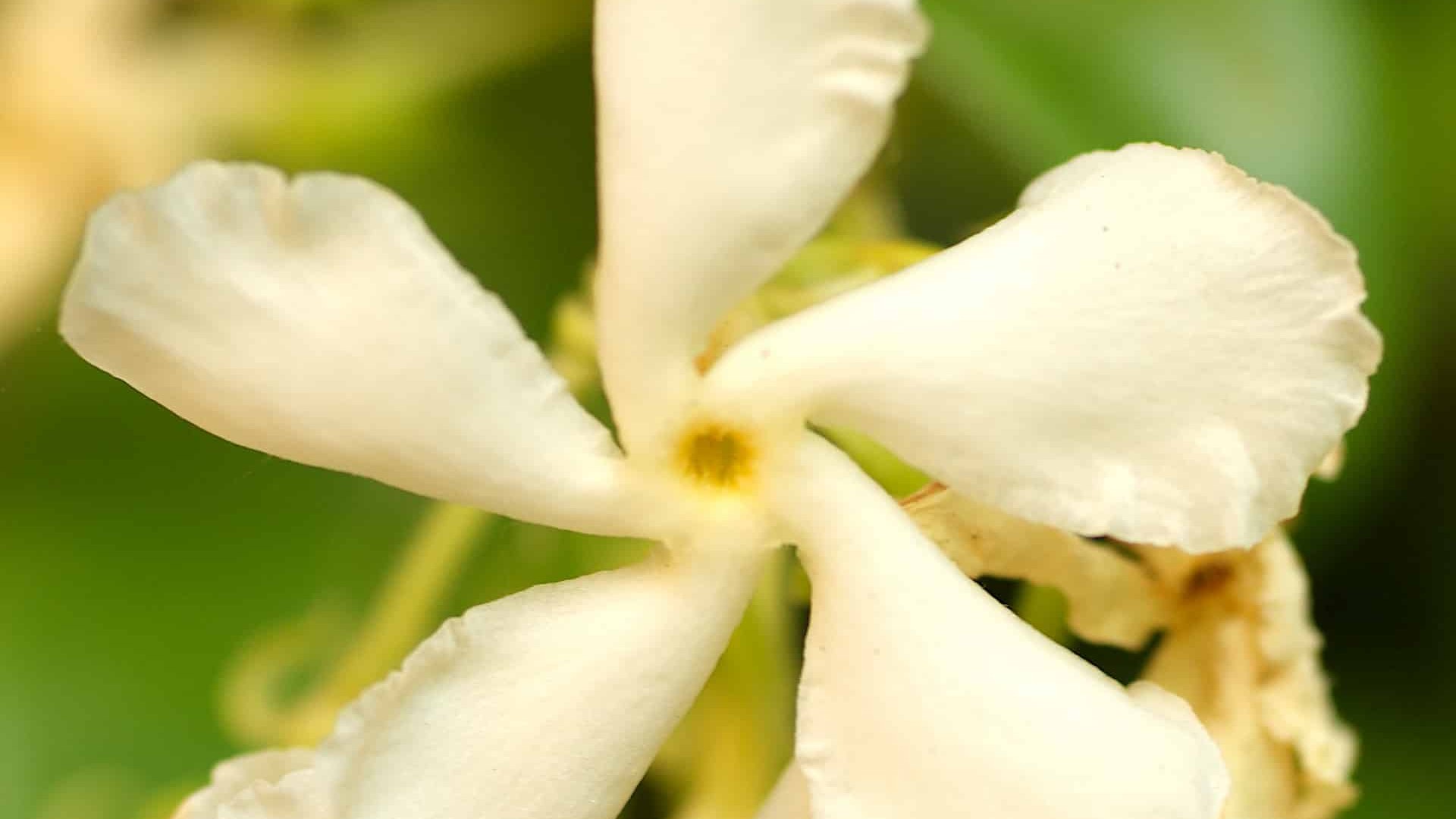 art macro fleur blanche photographie uai