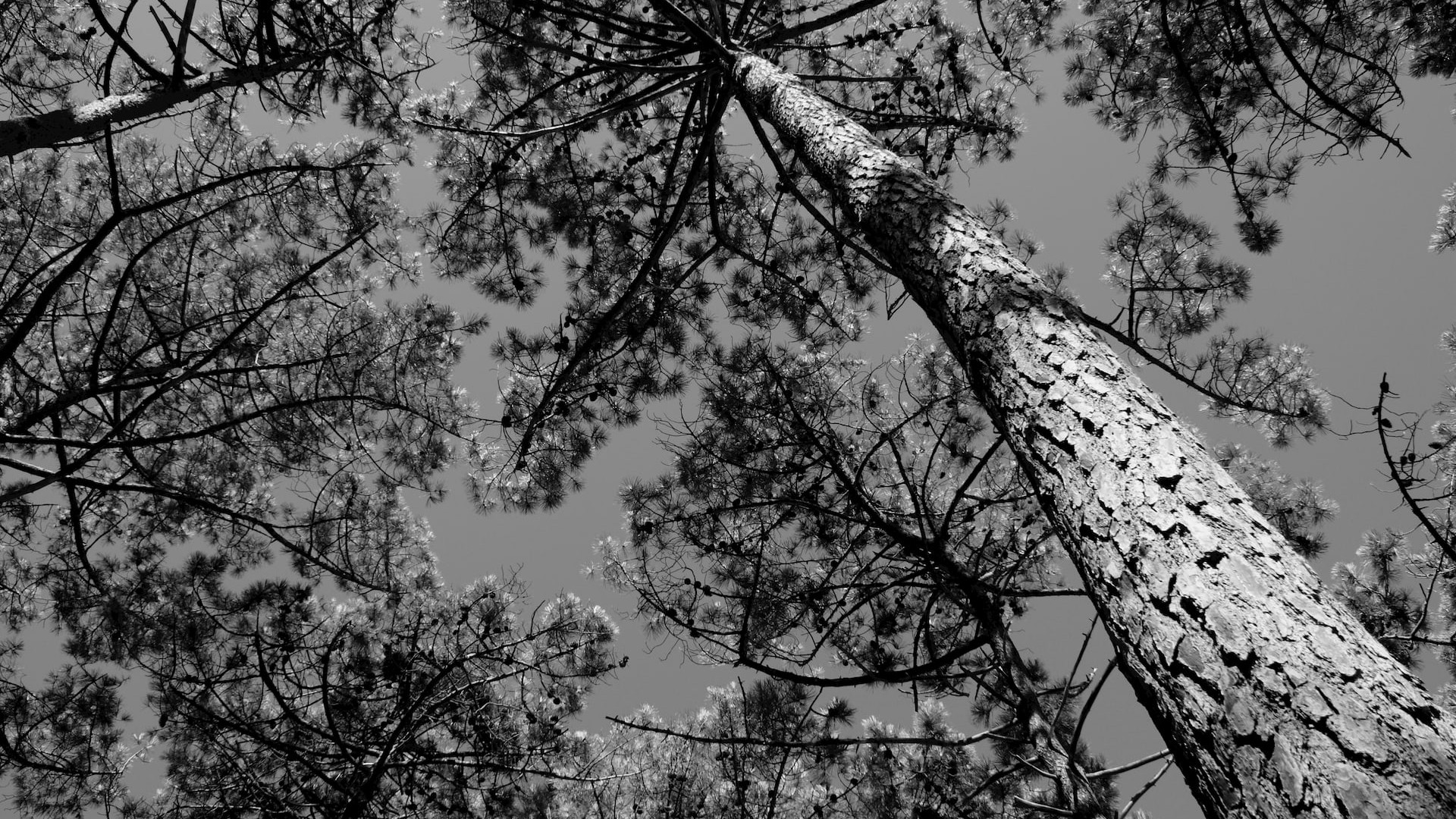 photographie art monochrome canopée